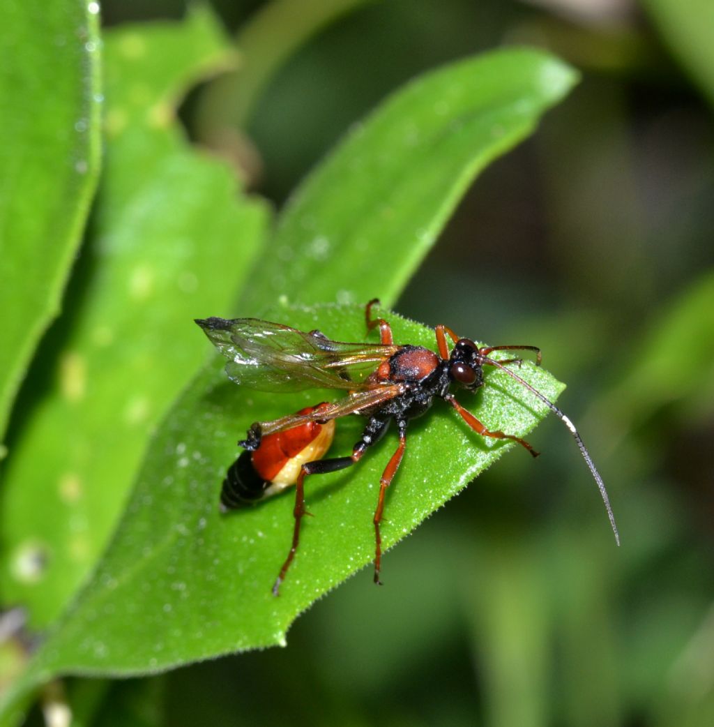 Ichneumonidae da identificare (156)